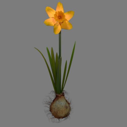 Daffodil preview image